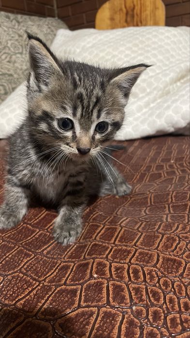 Отдам котят 2 мальчика 1 девочка