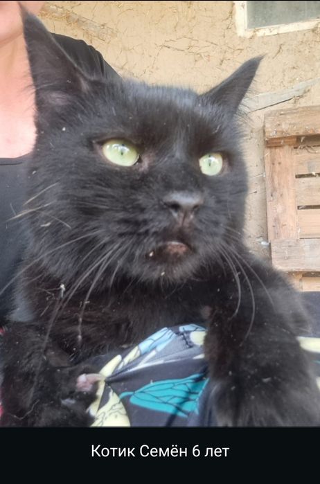 Срочно, отдам в хорошие руки