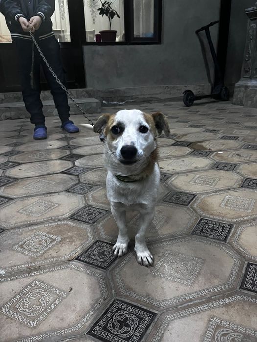 Продам таксу 7.8 месяцев