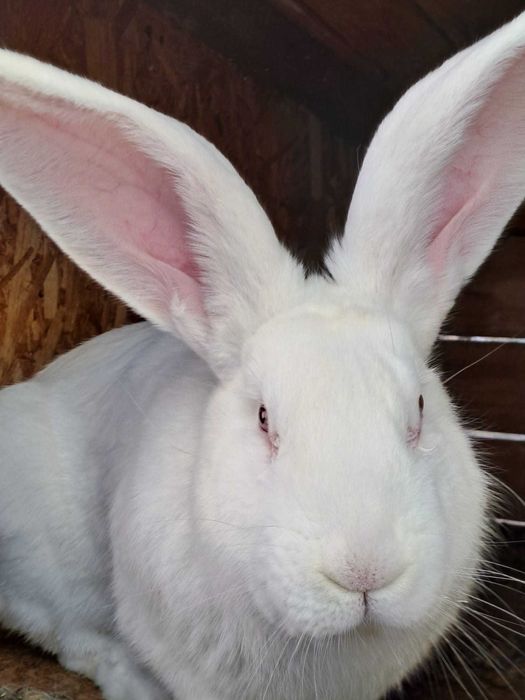 Iepuri uriaș german  Gri și Albi