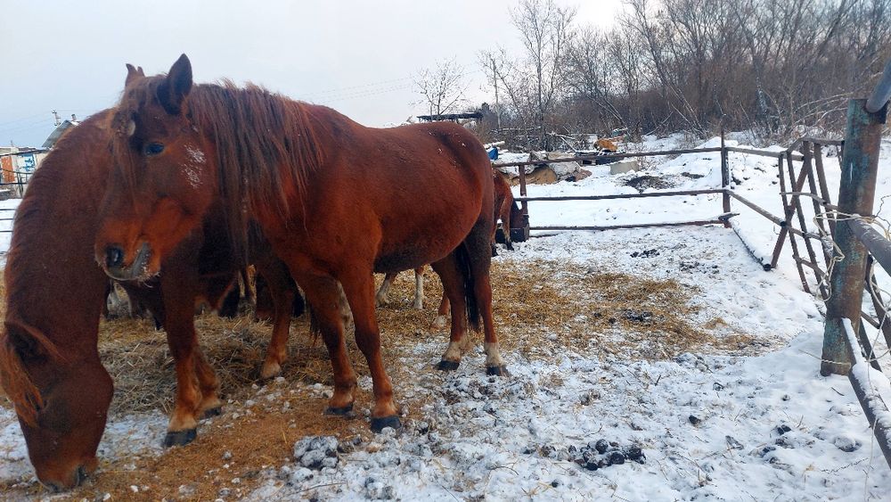 Продам жерёбых кобыл