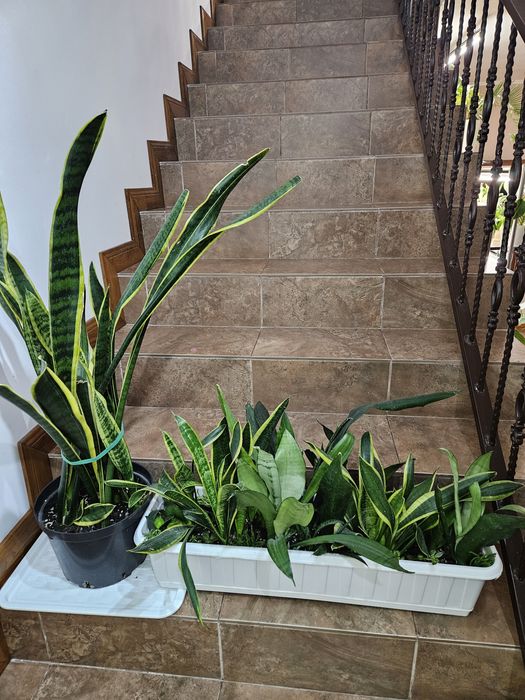 Сансиеверия домашние цветы