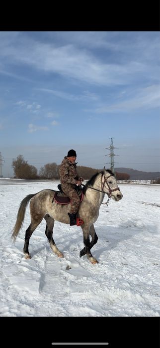 Пішпе ат сатылады