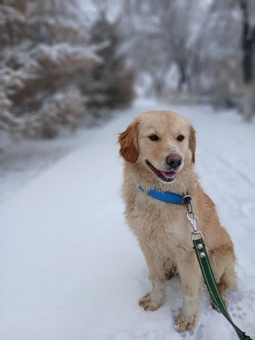 Ищем подругу для нашего рокки