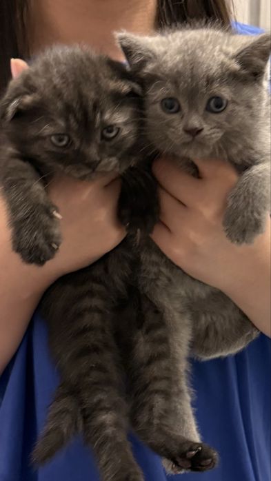 Вислоухие котята