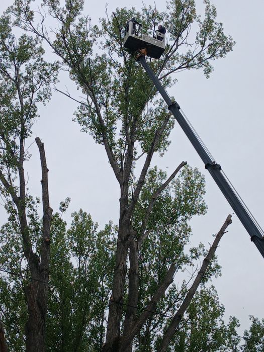 Бесплатно кругляк тополей стволы