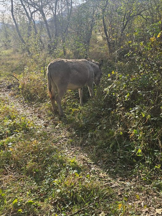 Magar tineri buni de monta sau pentru oi