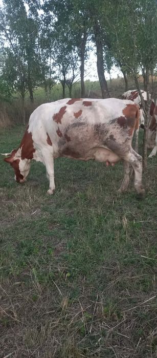 Vând vaca Red holstein