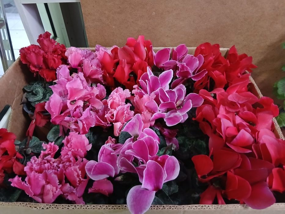 Цветущие комнатные растения