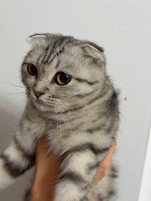 Кот 7- Месяц. Скоттиш Фолд