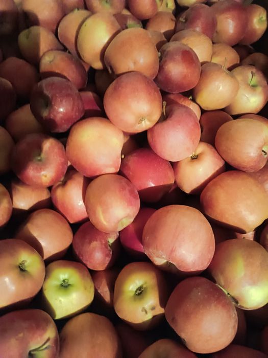 Продам яблоки трёх сортов