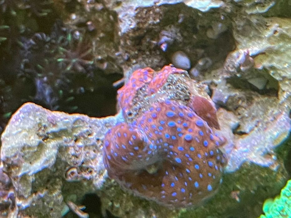 Pachet 5 corali acvariu incepator (cei mai usori)