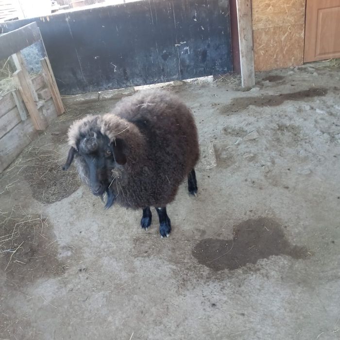 Ұрғаш ешкі сатамын .Тумаган ешкі.