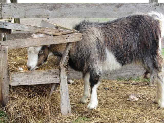 2 capre romanesti ciure si ciunte, tinere de 19 luni ca vârstă