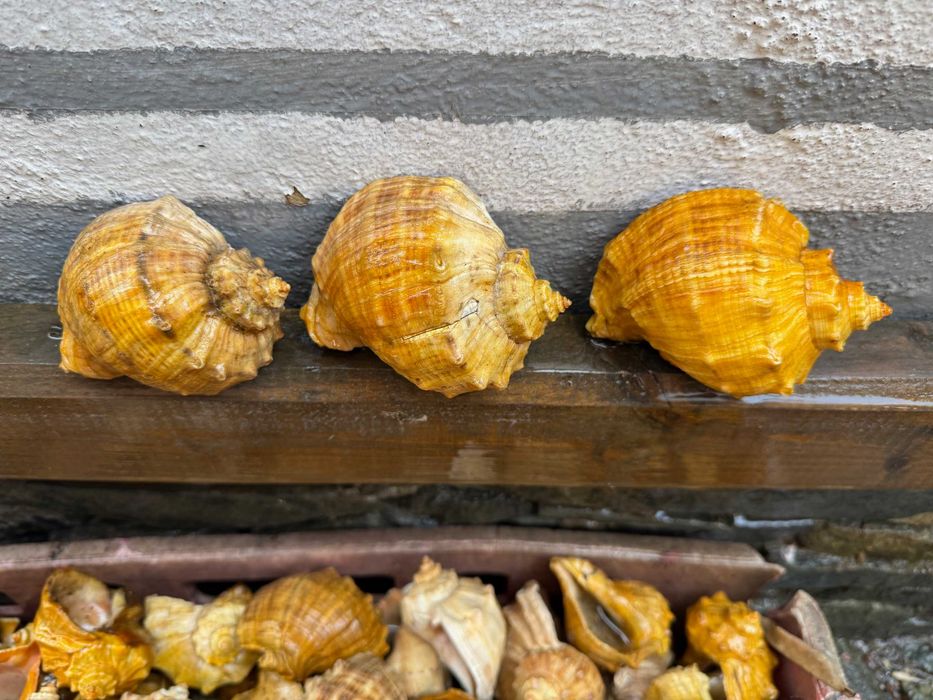 продавам лакирани рапани за домашни потреби