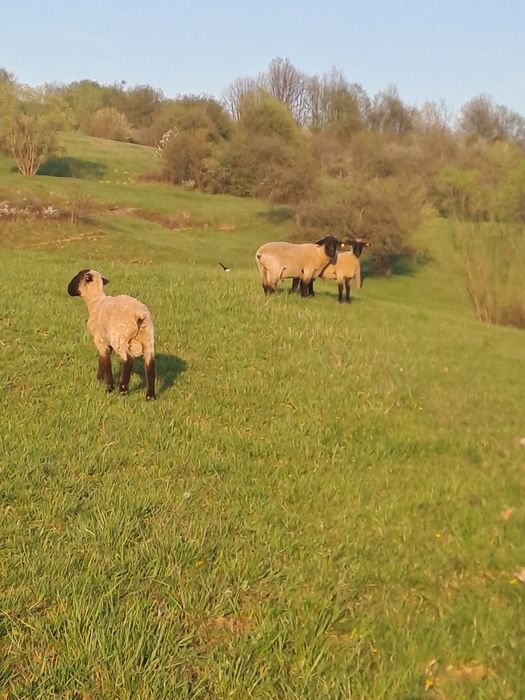 Vând berbeci suffolk