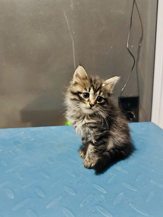 Вислоухий котята