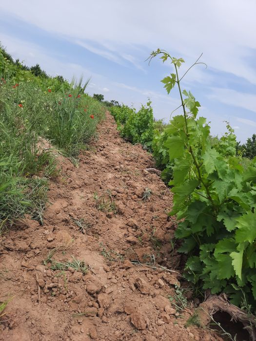 Учаска сотилади уйхамбор