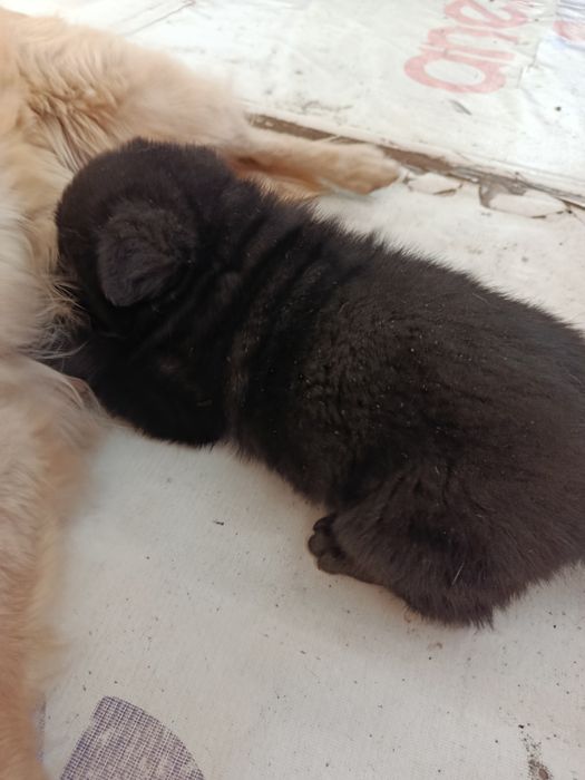 Маленькое чудо  черные уголечки