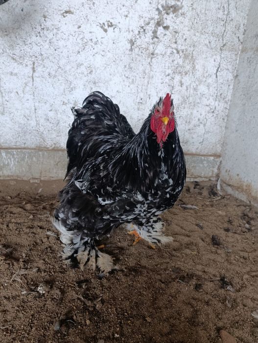 Cochinchina bobat și negru