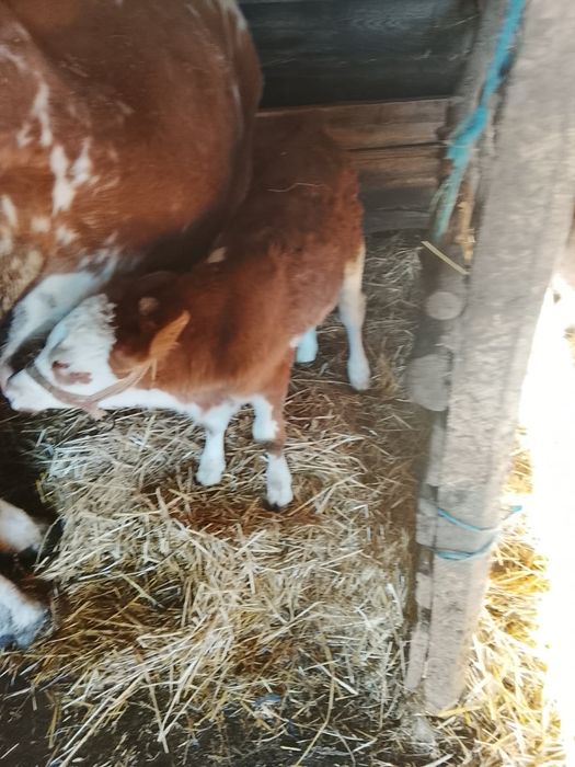 Vând vitel și vițea