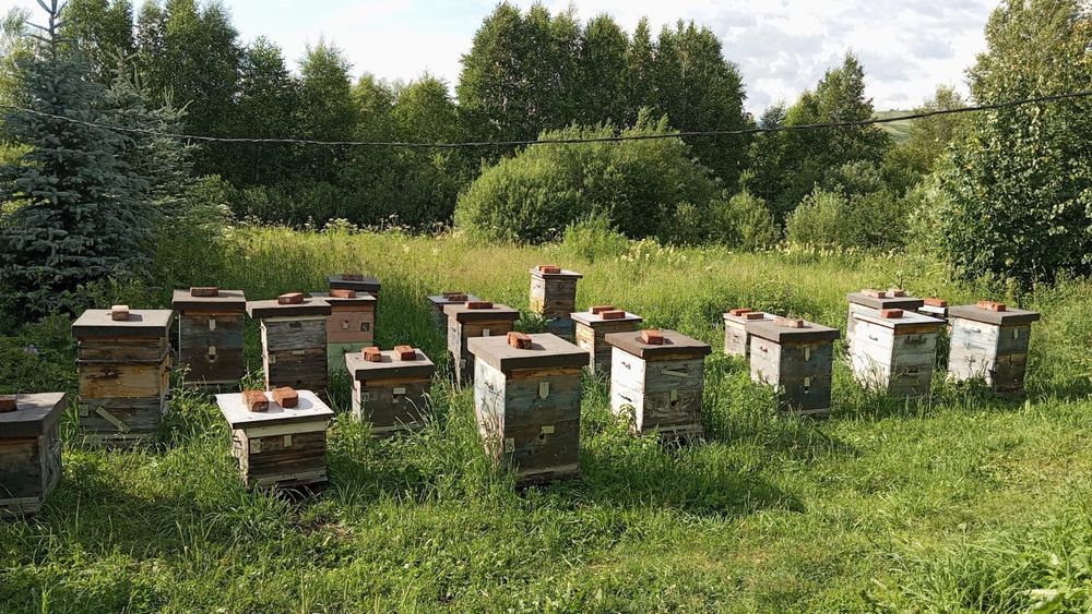 Продаже Мёд алтайский разнотравие