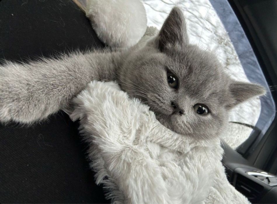 British shorthair mascul.