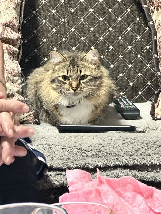 Отдам кошечку в хорошие руки