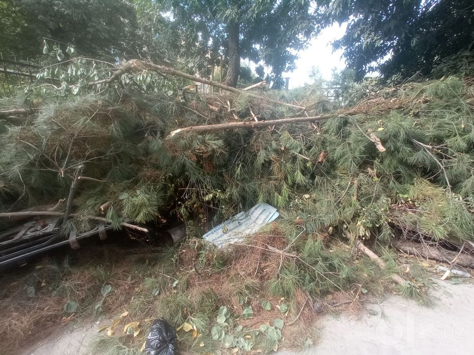 Utin tekinga obketsayla buldi