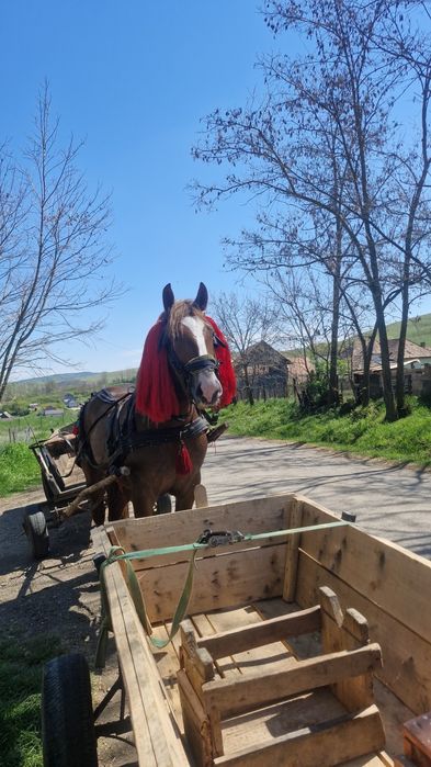 Vând armăsar 3 ani