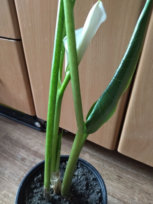 Калла взрослая белая