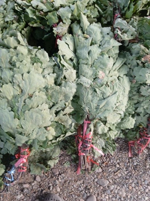 Пихта из Краснодара