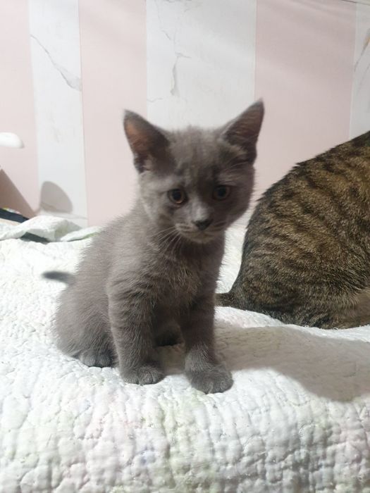 Котята маленькие