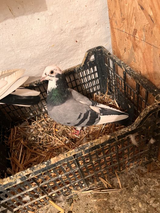 Vand 12 porunbei voiajori