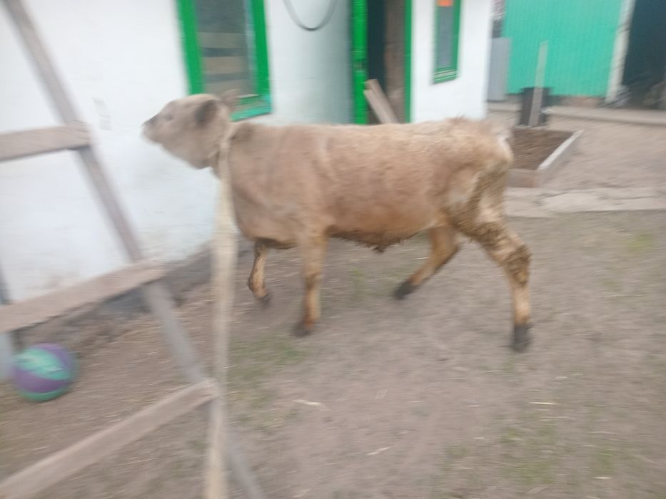 Продам бычка породистый