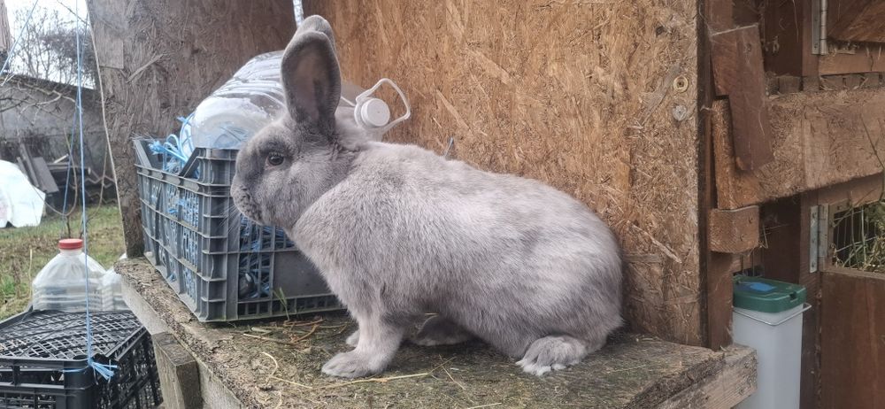 Iepuri secuiesti si metisi