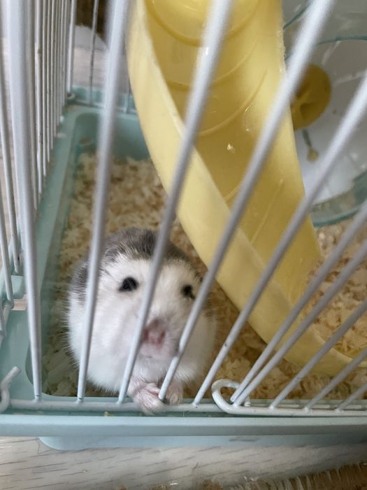 Продам хомяк с клеткой