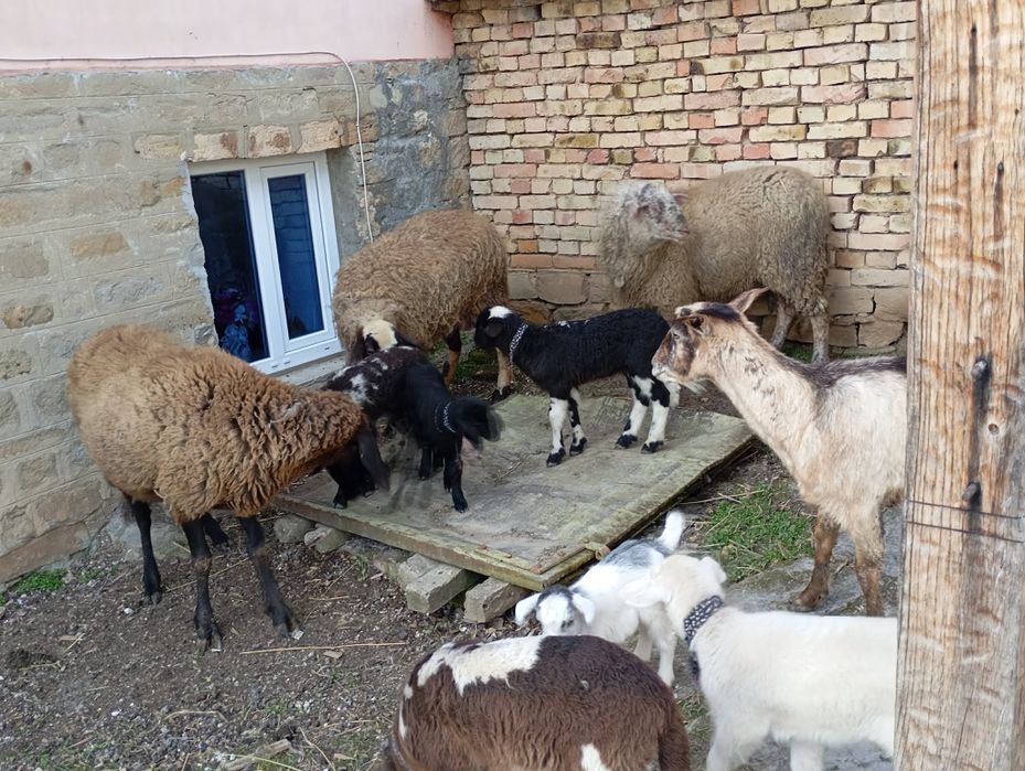 Продават се спешно