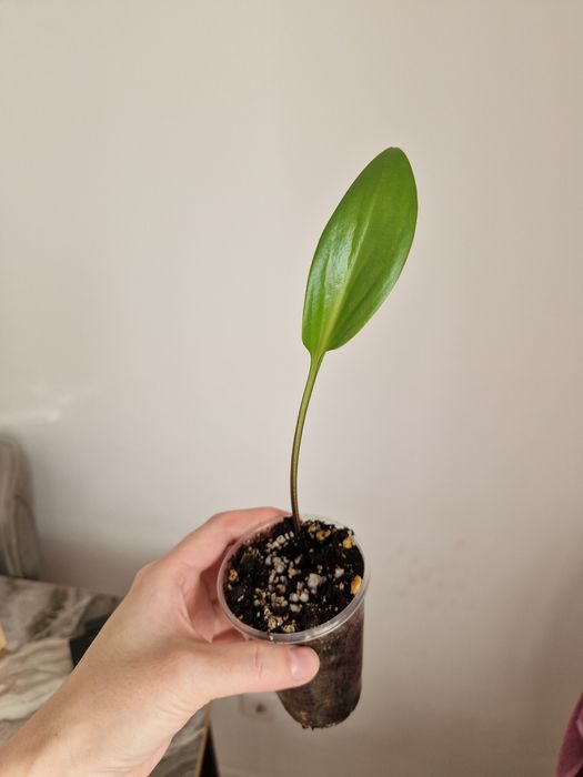 Дримиопсис, луковичные цветы