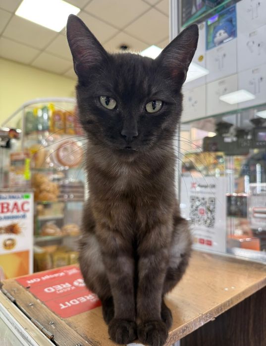 Котик подросток ищет себе дом.