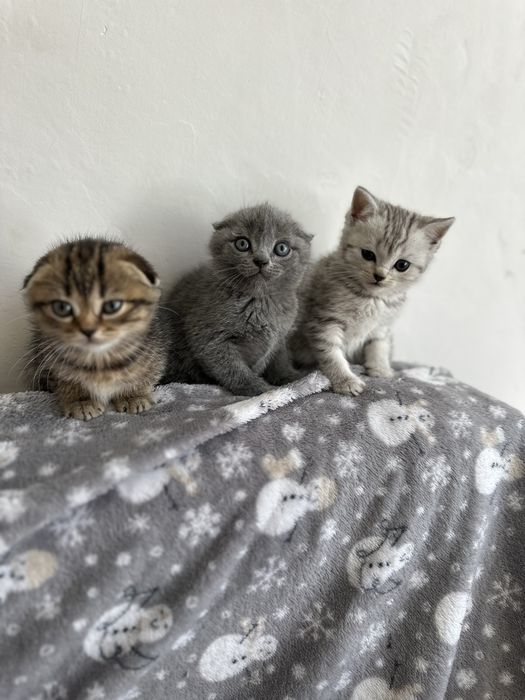 Продам шотладских котят