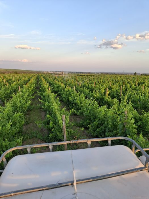 Strugur pentru vin merlot