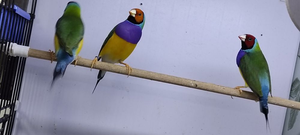 Продаются Амадины Гульда