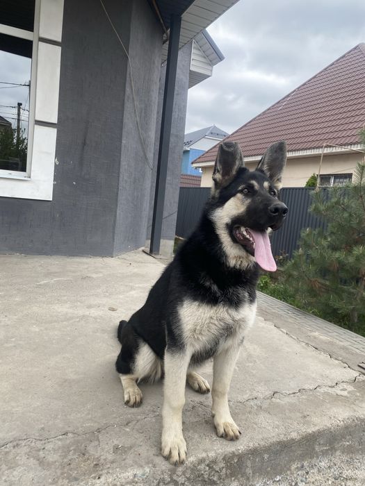 Вео(Восточно европейская овчарка)