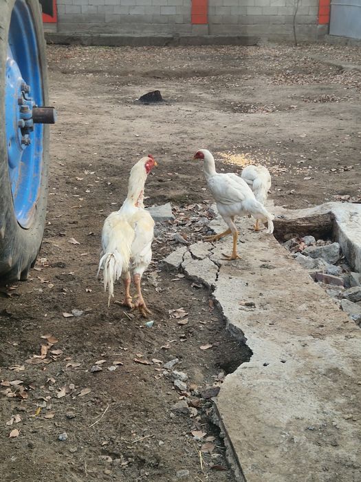 Петухи бойцовский