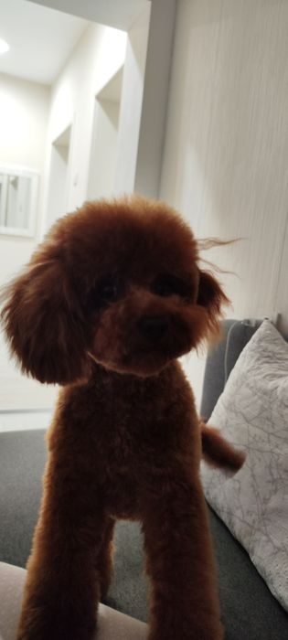 Пудел той red apricot