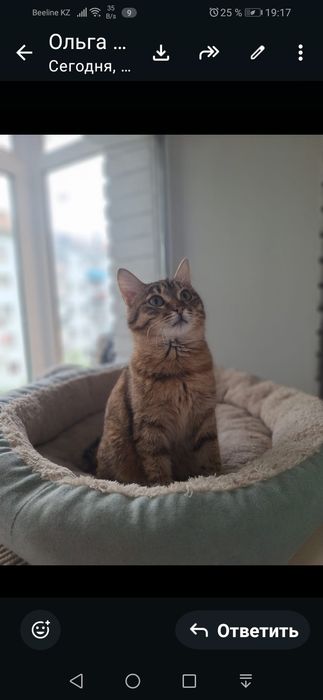 Кошечка бесплатно!