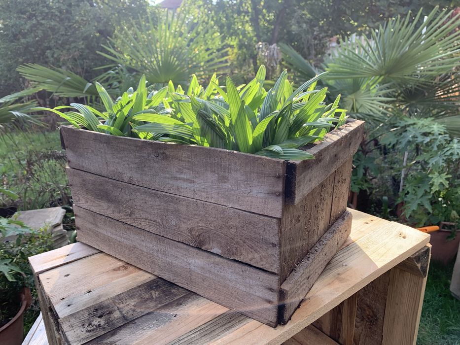 Саксия с Млади Палми трахикарпус