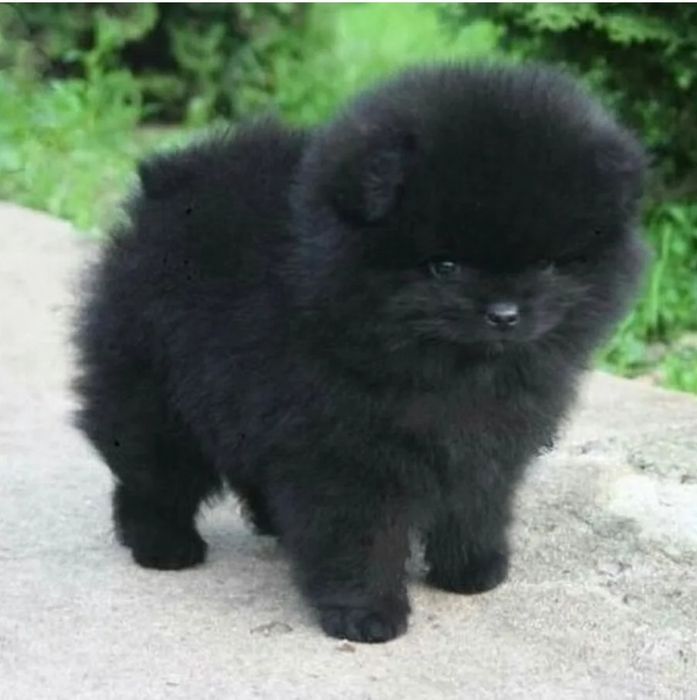 Продается щенок шпица