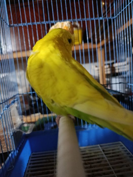 Andurka sotiladi nar va moda 550ming dostafka yuq manzil qashqadaryo